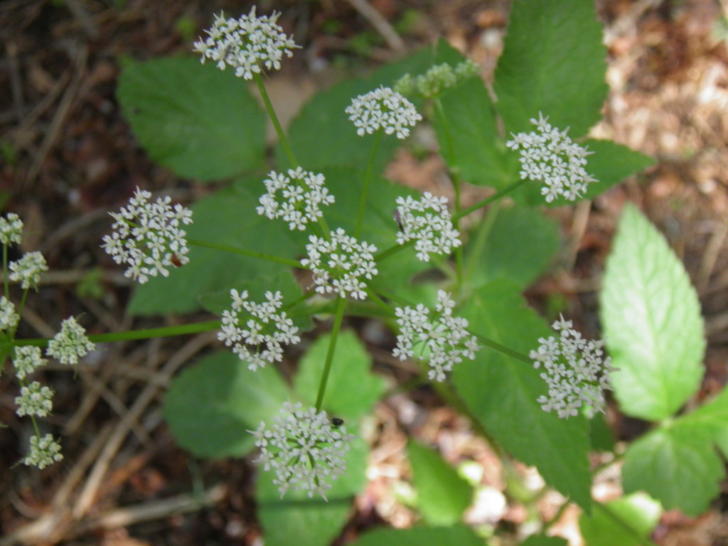 Chaerophyllum heldreichii