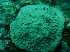 Image of Dichocoenia stokesii