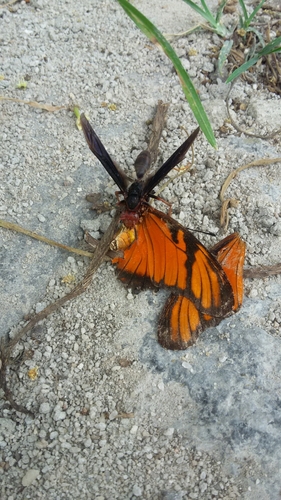 Juno Heliconian