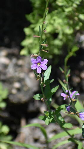 Lythrum californicum iNat (1)