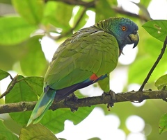 St. Lucia Amazon photo 4