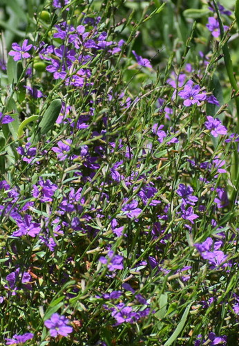Lythrum californicum iNat (2)