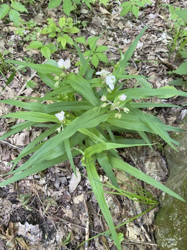 Image of Tradescantia ozarkana by (c) lejones417, some rights reserved (CC BY-SA)