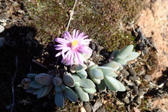 Braunsia maximilianii