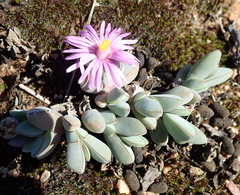 Braunsia maximilianii