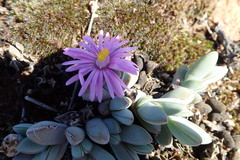 Braunsia maximilianii