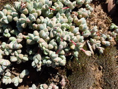 Braunsia maximilianii