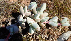 Braunsia maximilianii