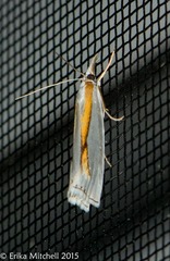 Crambus girardellus