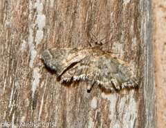 Anageshna primordialis