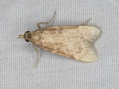 Aglossa electalis