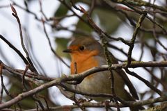 Erithacus rubecula