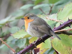 Erithacus rubecula
