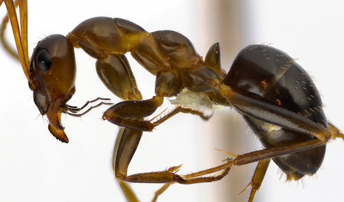 Variable Field Ant photo 4
