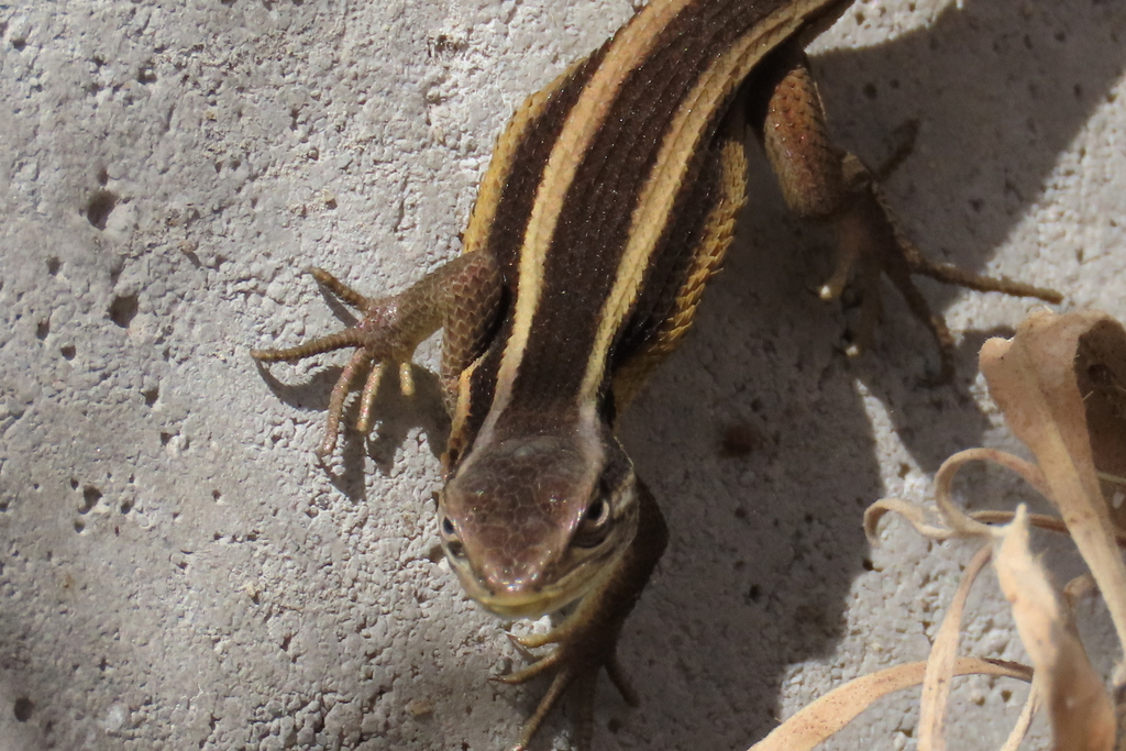 Gravenhorst's Tree Iguana