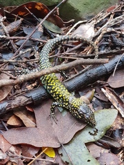 Podarcis muralis nigriventris