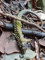 Podarcis muralis nigriventris