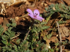 Erodium acaule