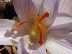 Crocus pallasii