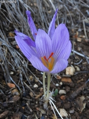Crocus pallasii