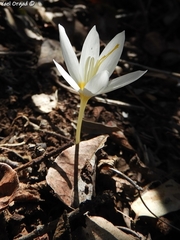 Crocus ochroleucus