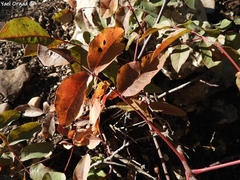 Pistacia terebinthus palaestina