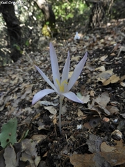 Colchicum troodi