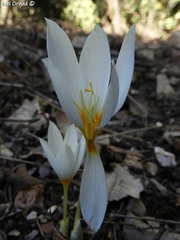 Crocus ochroleucus