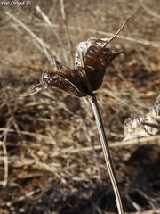 Nigella ciliaris