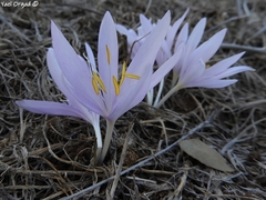 Colchicum troodi