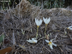 Crocus ochroleucus