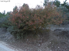 Pistacia terebinthus palaestina