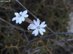 Silene reinwardtii