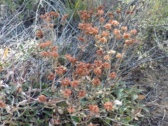 Eriogonum jamesii
