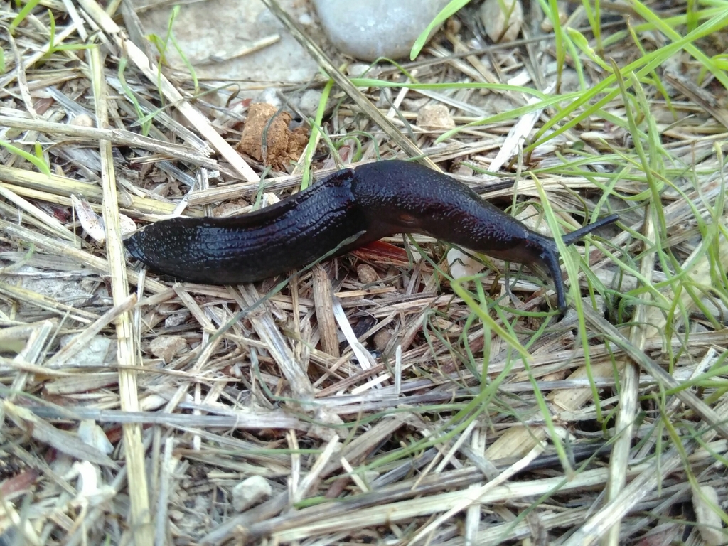 Rough Jet Slug