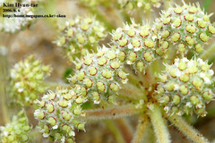 Glehnia littoralis