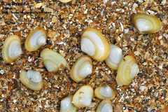 Coecella chinensis