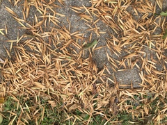 Microstegium vimineum