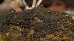 Nostocaceae