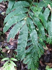 Salpichlaena volubilis
