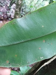 Salpichlaena volubilis