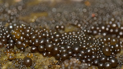 Nostocaceae