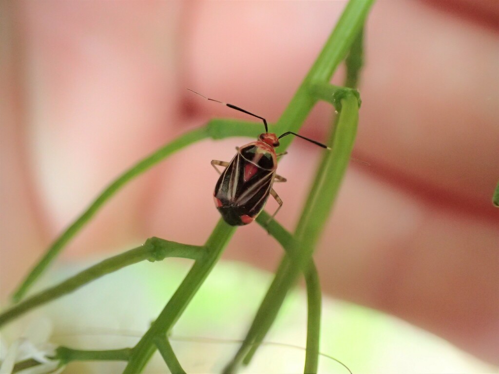 Metriorrhynchomiris illini