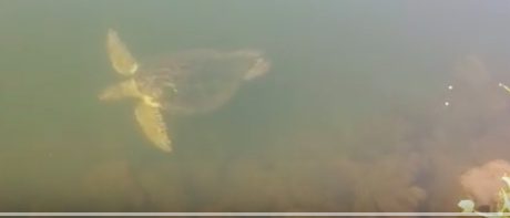 Green Sea Turtle photographed in California