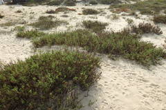 Artemisia campestris maritima