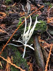 Clavaria fragilis vermicularis