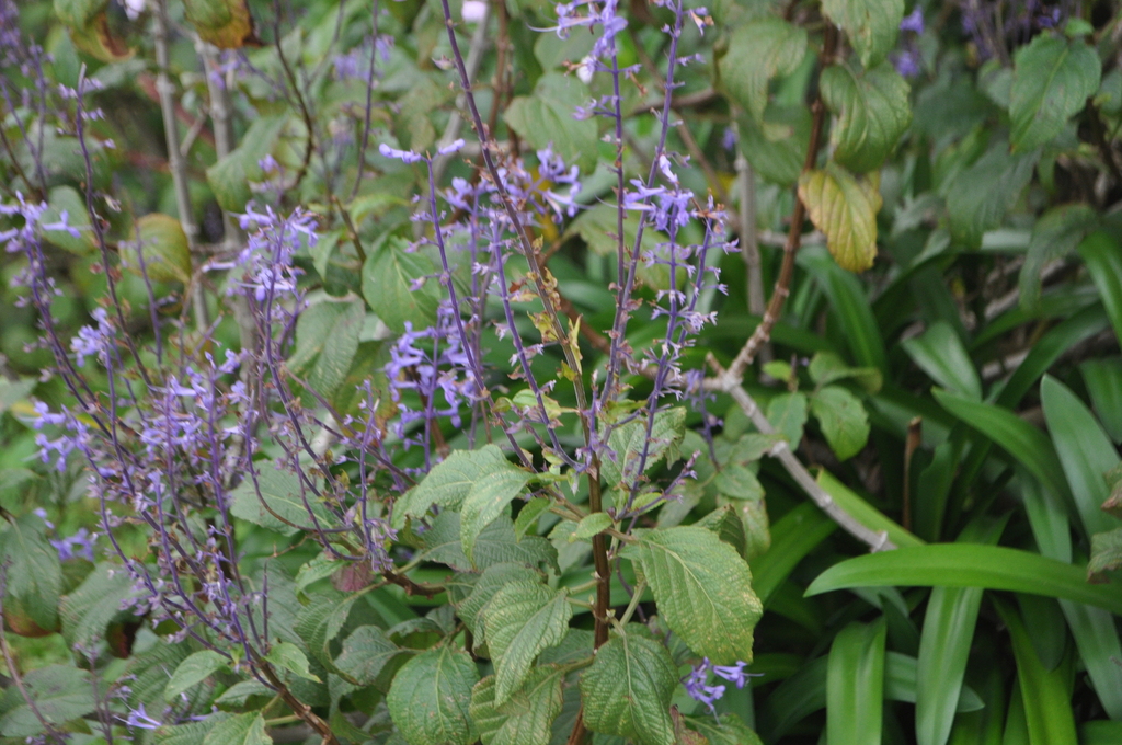 Plectranthus ecklonii, Waikanae, New Zealand