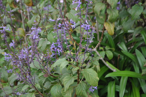 Plectranthus ecklonii