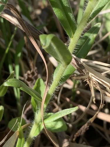 hoary puccoon