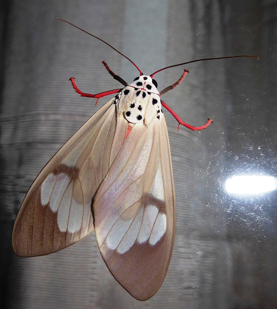 Amerila astreus